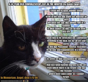 14-year-old convalescent cat in the winter