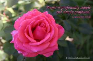 Pink And Purple Flower Bible Verses