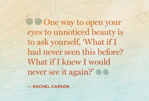 Rachel Carson Quotes Rachel carson quote