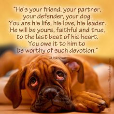 One of my favorite dog quotes. #quotes #dogs #boxers More