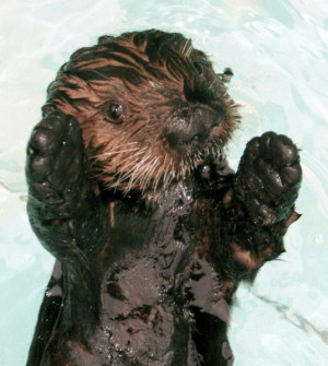 ... otters cute animals adorable animals photography picture terrible