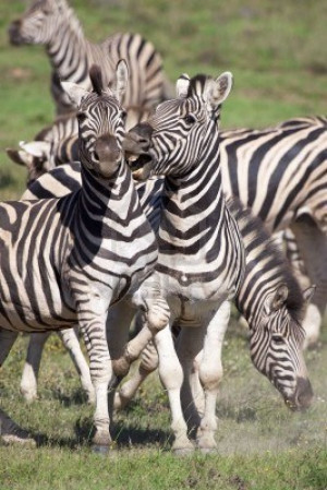 Zebra Quotes and Sayings