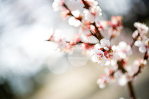 cherry blossom, cherry blossoms, cute, floral, flower, japan, japanese ...