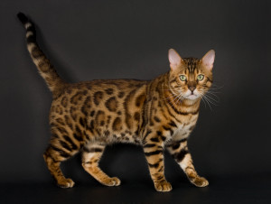 Images, Pics, Photos and Pictures of Bengal Cat :