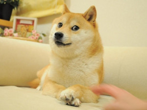 in december 2013 shortly after the breakout of doge the tech news site ...