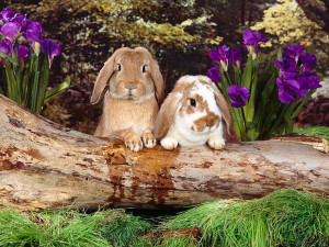 Bunny Rabbits Spring Bunnies