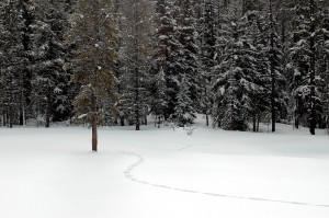 Wolf tracks in the snow, Yellowstone National Park