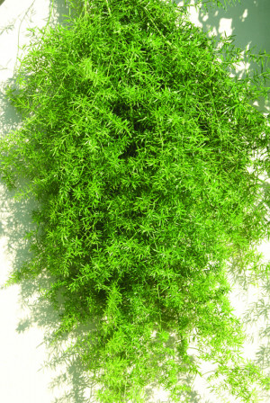 Greenery, very similar to the “Katstert” but looser, minimum ...