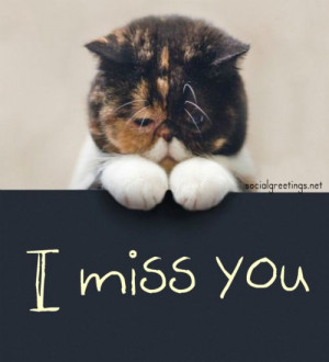 Miss You Cat I miss you