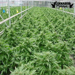 Purple Haze Cannabis Les