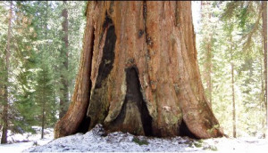 California Of Redwood Tree Giant Sequoia