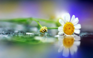 daisy flower images template for quotes jpg daisy flower photo