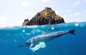 Plastic pollution; Archipelago of Fernando de Noronta, Brazil. Photo ...