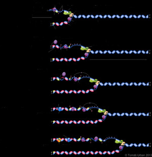 DNA Replication Lagging Strand Synthesis