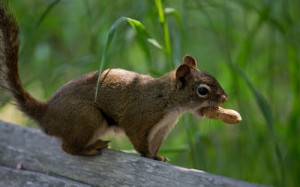 Squirrel with a peanut in its mouth wallpaper - Animal wallpapers ...