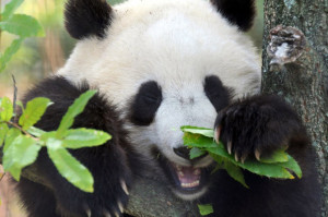 Happy Pandas Cute & Funny Photos