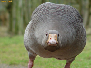Animals - Fat goose
