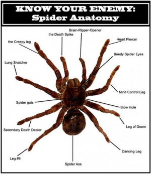 spider anatomy The Anatomy of Spider