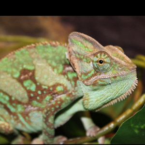 Chamillionaire Quotes & Sayings