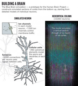 For months, Henry Markram and his team had been feeding data into a ...
