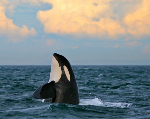 Orca Killer Whale