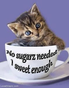 sweet enough quotes cute quote cat pet kitten more hello sweetie cute ...