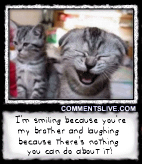 Instructions: Share this Funny Cat Brother picture by selecting the ...