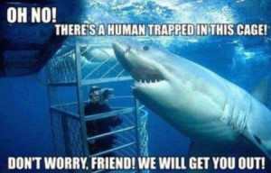 Funny sharks quotes pictures