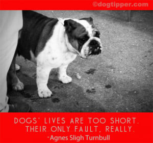 Dog Quotes: Sad Quotes, Loss, Grief