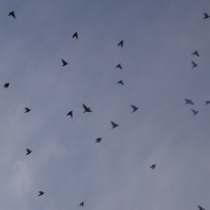 birds of a #feather #flock together #winter is coming #nature