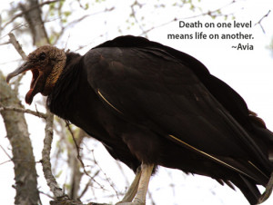 Bird Meaning of Vulture
