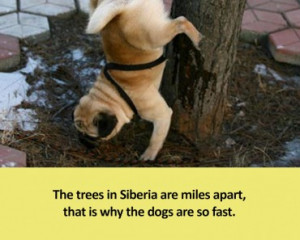 Dogs and trees – Funny Pictures