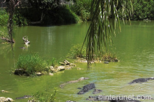 Florida Everglades Alligators