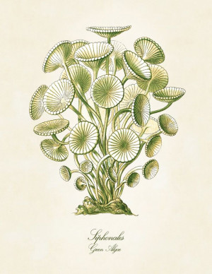 ... , Nature History, Ernst Haeckel, Haeckel Green, Green Alga