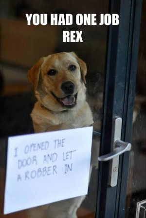 you had one job funny dog Saturday Random Funny Pictures Gallery