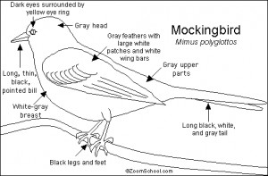 ... state bird of Arkansas, Florida, Mississippi, Tennessee, and Texas