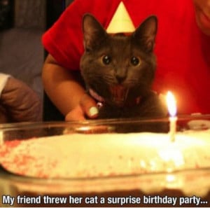 ... _Memes_my-friend-threw-her-cat-a-surprise-birthday-party_18000.jpeg