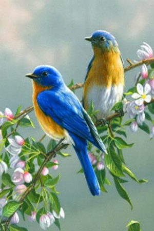 Singing Birds Live Wallapaper - screenshot