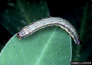 fall-armyworm-uga-08282014-facebook-600.jpg
