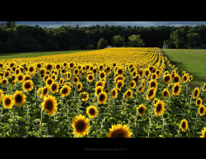 Country Summer Pictures Yellow, country, summer