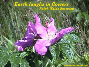 Spring is here. Inspiring quotes and beautiful flowers.