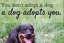 Pet Quotes / Quotes about being a pet owner. / by Quinebaug Valley ...
