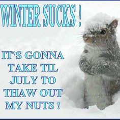 hate snow yahoo search results more funny sayings squirrels funny ...