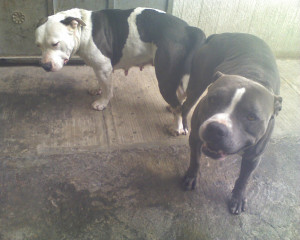bluenose pits funny 6 kimburux pitbulls bluenose pits funny 7