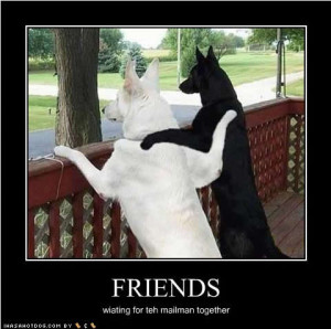 Funny Cat Quotes & Funny Dog Sayings