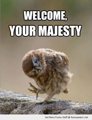 owl bowing majesty bird animal funny pics pictures pic picture image ...