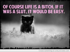 ... quote but i fell in love with that kitty. (I'm sorry i'm cheating on