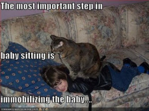 funny cat pictures with quotes