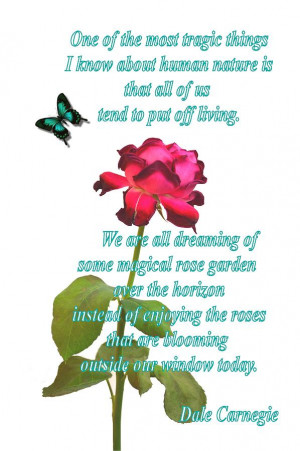 Magenta Red Rose With Butterfly And Quote Photograph