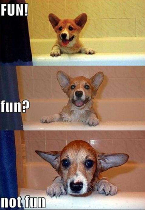 Funny dog pictures, dog picture with caption, funny dog